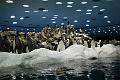 Pinguin - Co12